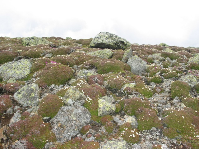Alpine Flowers.JPG